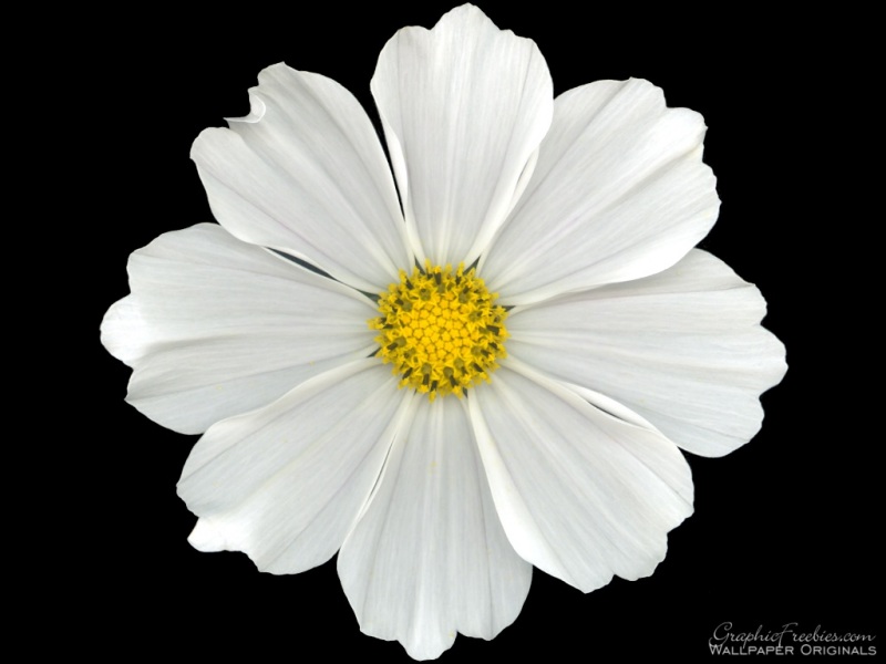 1 daisy 雛菊.jpeg