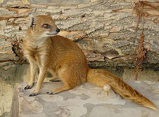 320px-Yellow_Mongoose.jpg