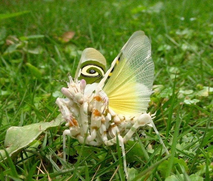 刺花螳螂 ( 學名 Pseudocreobotra wahlbergii)  01.jpg