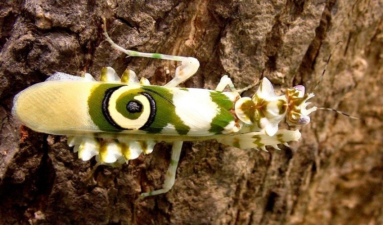 刺花螳螂 ( 學名 Pseudocreobotra wahlbergii)  06.jpg