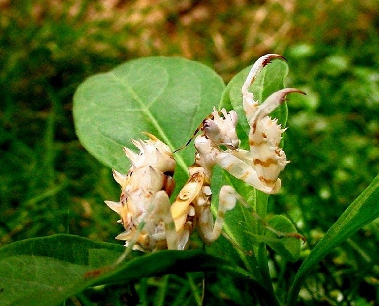 刺花螳螂 ( 學名 Pseudocreobotra wahlbergii)  04.jpg