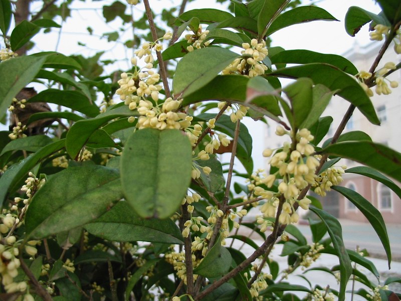 桂花.jpg