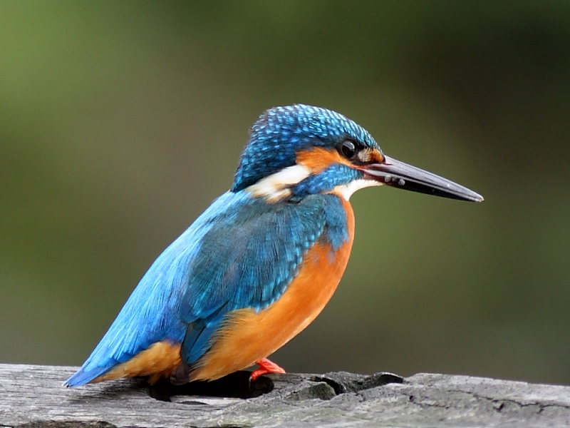 C13202_翠鳥♂.JPG
