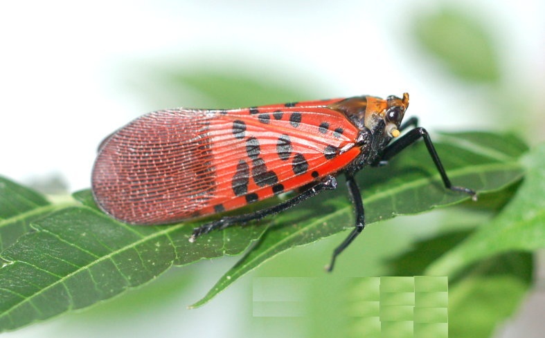 紅翅蠟蟬（Lycorma meliae）.jpg