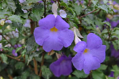 天藍立鶴花.jpg
