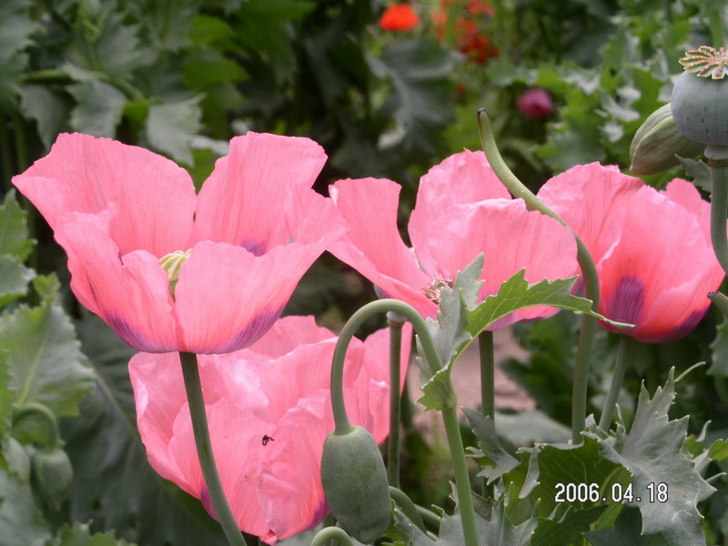 罂粟花5.jpg