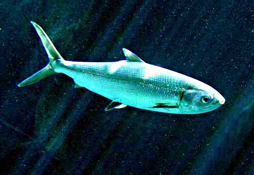 Milkfish.jpg