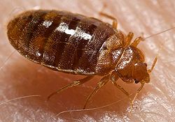 250px-Bed_bug,_Cimex_lectularius.jpg