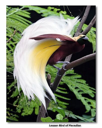 天堂鳥2.jpg