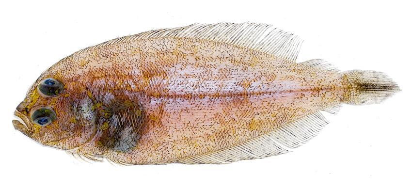 少鱗擬鮃( 學名 Parabothus kiensis).jpg