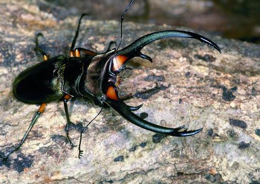 長牙雞冠鍬形蟲(C. elaphus).jpg