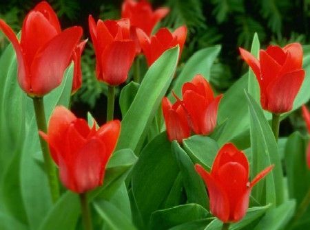 red-tulip.jpg
