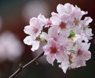 cherry_flower4.jpg