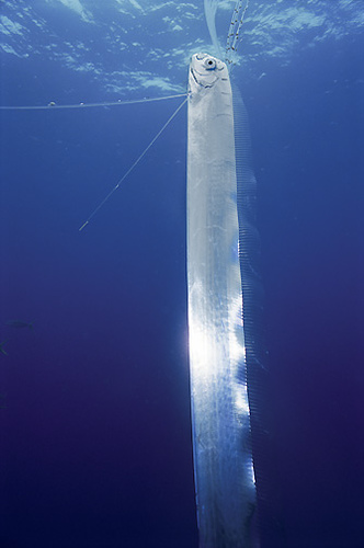 oarfish.jpg