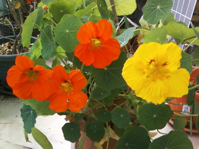 金蓮花~1.JPG