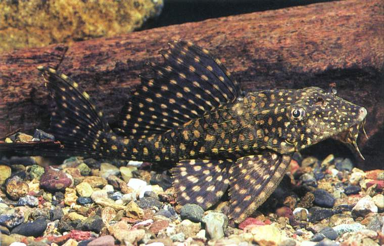 Glyptoper ichthys joselimainus。這是原種大帆白點.JPG