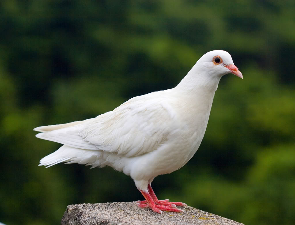白鴿pigeon.jpg