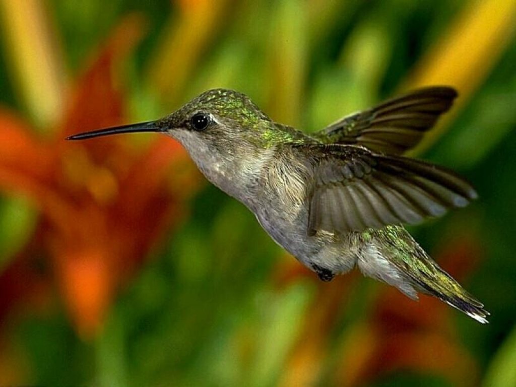 humming_bird_wallpaper-29053.jpg