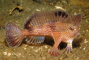 用手走路的魚 - 長手魚.jpg