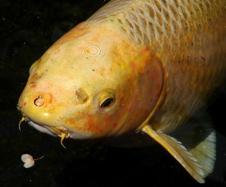 726px-Koi_head_closeup.jpg