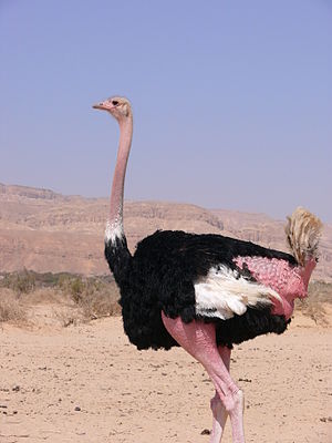 300px-Yaen001.jpg
