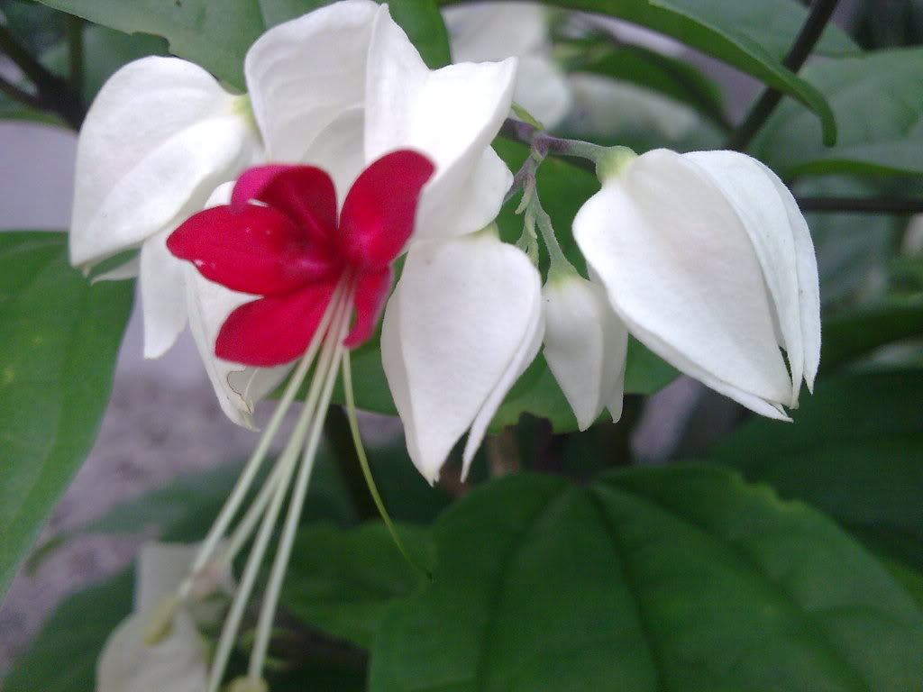 龍吐珠白花.jpg