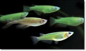 塋光魚.jpg