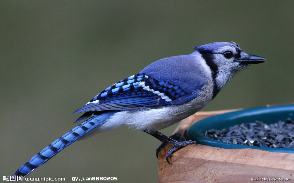 Bird 蓝画眉.jpg