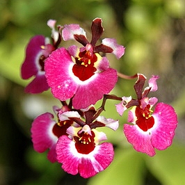 Fower 文心蘭.jpg