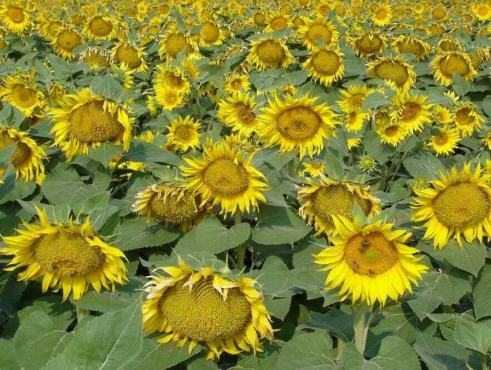 1 太陽花.jpg