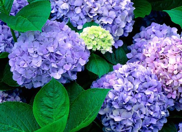 八仙花2.jpg