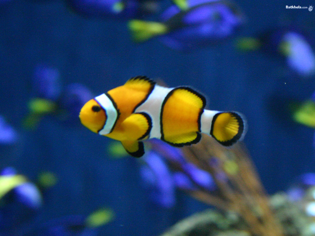 fish--the-animal-kingdom-251174_1024_768.jpg