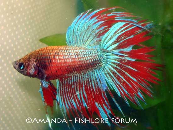 bluered-betta-lg.jpg