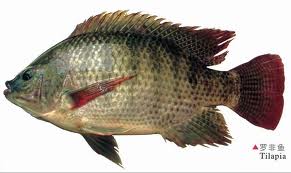 羅非魚.jpeg