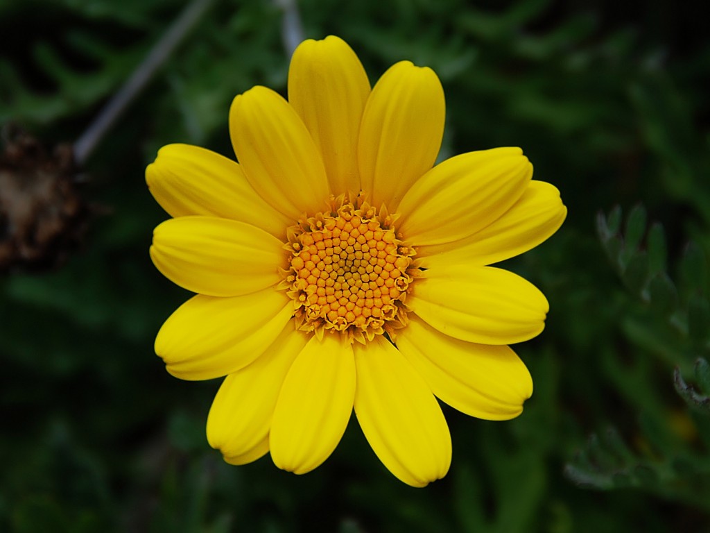 Yellow-Chamomile-1-1024x768.jpg