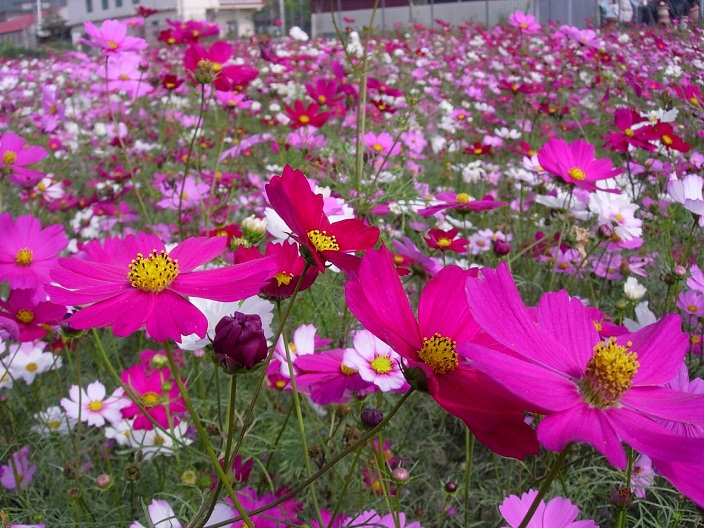 波斯菊.jpg