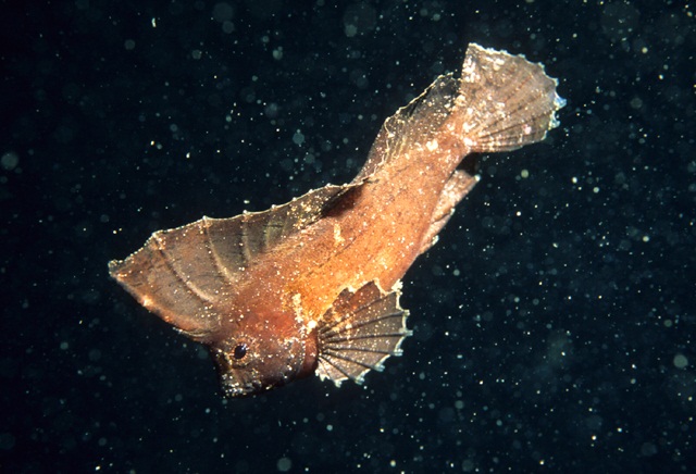 Ablabys taenianotus  背帶帆鰭鮋.jpg