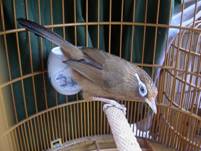 畫眉鳥.jpg