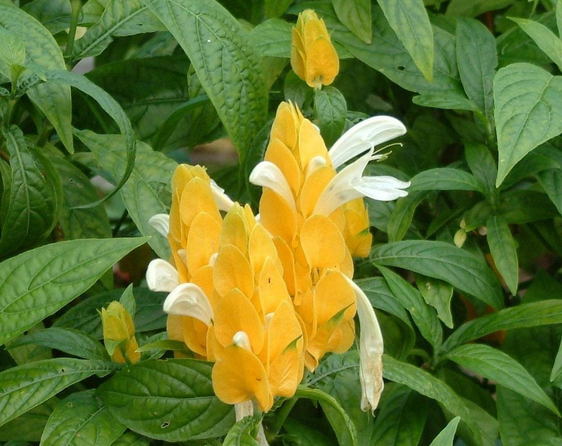 1 小蝦花.jpg