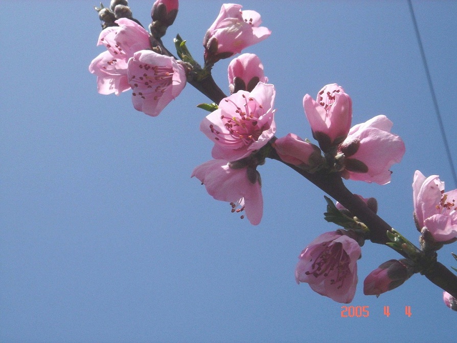 合歡山水蜜桃花.jpg