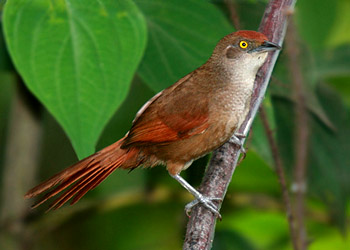 大棘雀 Phacellodomus ruber.jpg