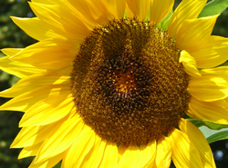 helianthus.jpg