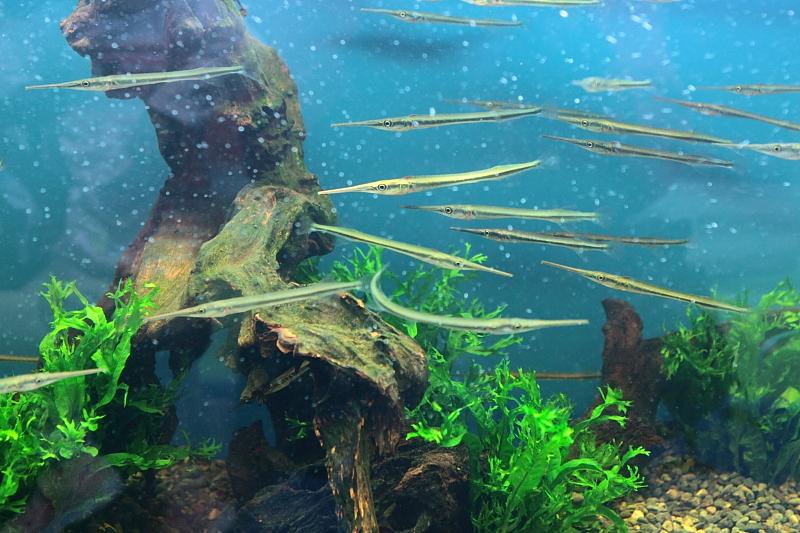 「竹籤魚」，又稱「小火箭」.jpg
