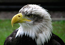 220px-Bald.eagle.closeup.arp-sh.750pix.jpg