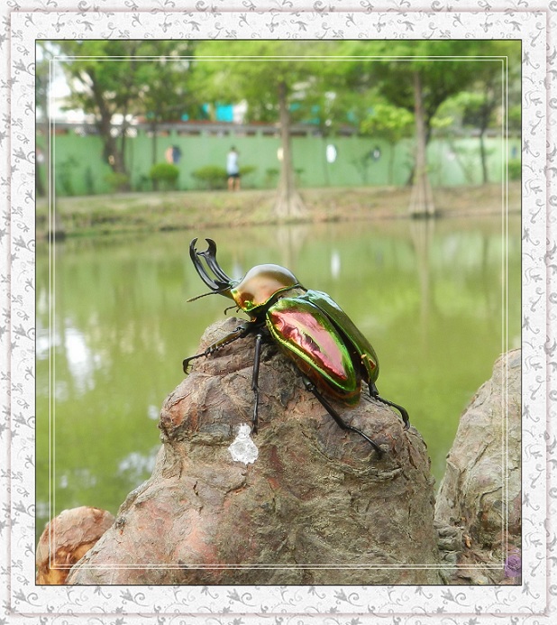 彩虹鍬形蟲 Phalacrognathus muelleri.jpg