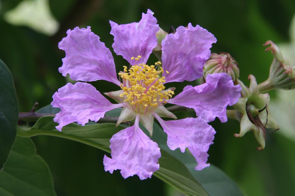 大花紫薇-花37.JPG