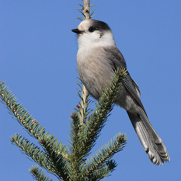 600px-Perisoreus-canadensis-001.jpg