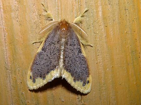 緣黃毒蛾 Euproctis scintillans.jpg