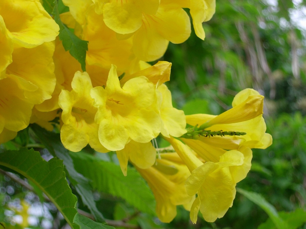 黃花風鈴木.jpg
