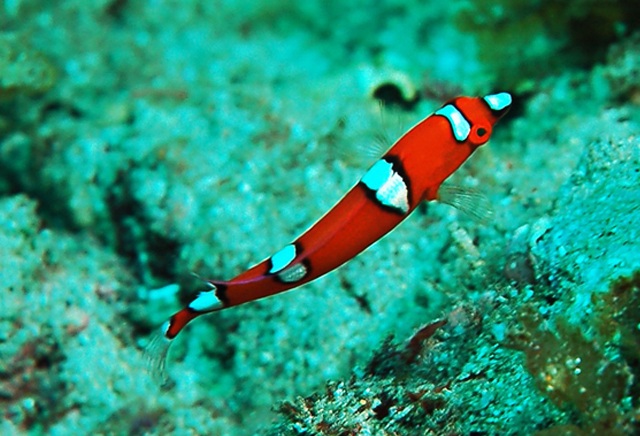 Coris gaimard   蓋馬氏盔魚.jpg